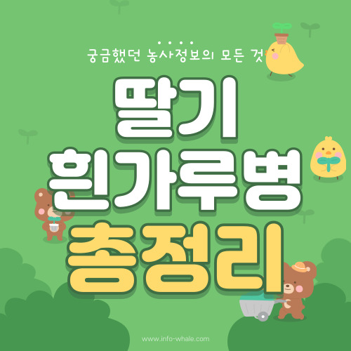 딸기 흰가루병 발생환경, 증상, 방제방법 총 정리