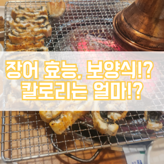 장어 효능, 보양식!? 칼로리는 얼마!?
