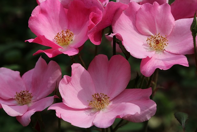 에버랜드 장미축제 기간 입장권