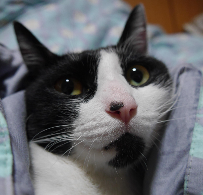 고양이 사진