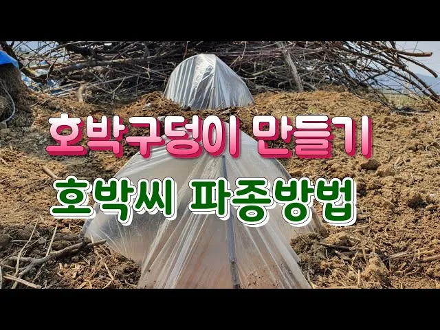 호박씨 심는 시기 파종 시기 재배방법_4