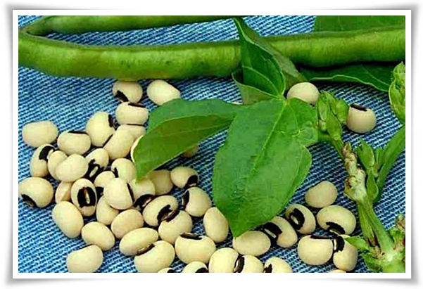 텃밭 "5월, 동부콩 심으세요!" 텃밭의 숨은 보석 알고보면 매력 덩어리!