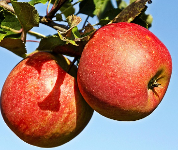 셀레늄의 항산화와 면역 보호 기능