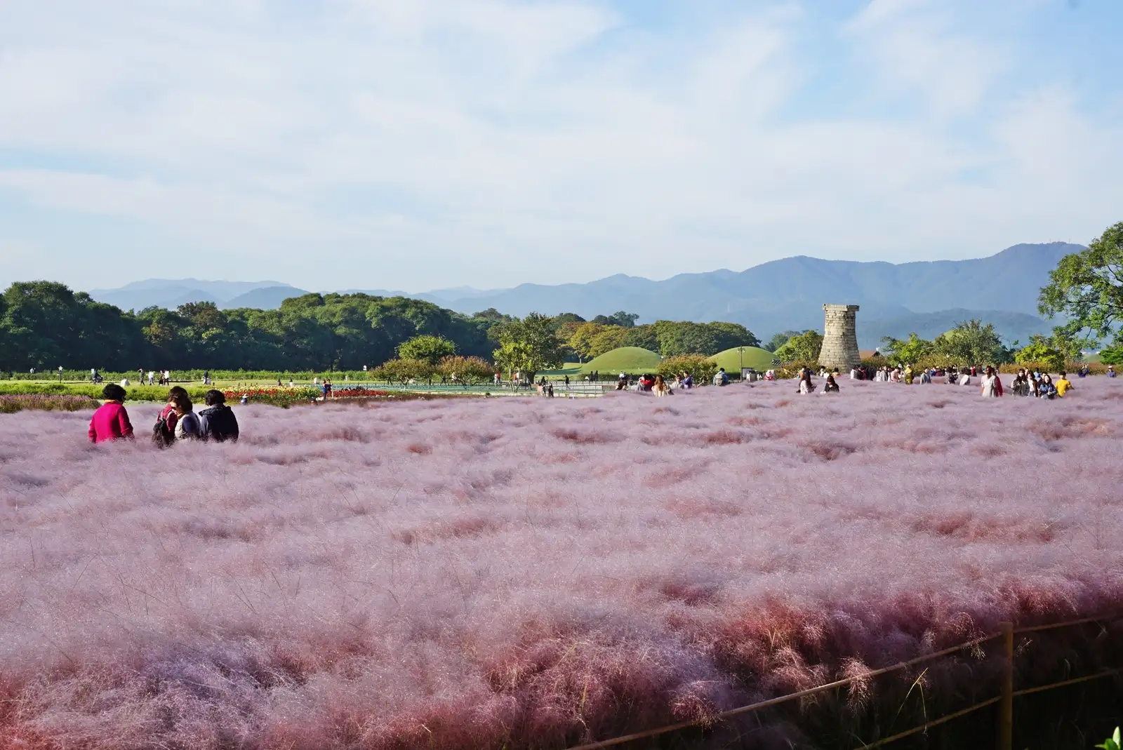 경주 첨성대 핑크뮬리