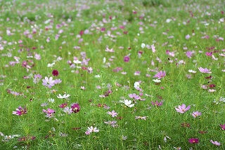 추석 지원금 명절 위로금