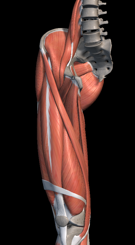 사타구니 통증 원인, 허벅지 안쪽 근육 파열?