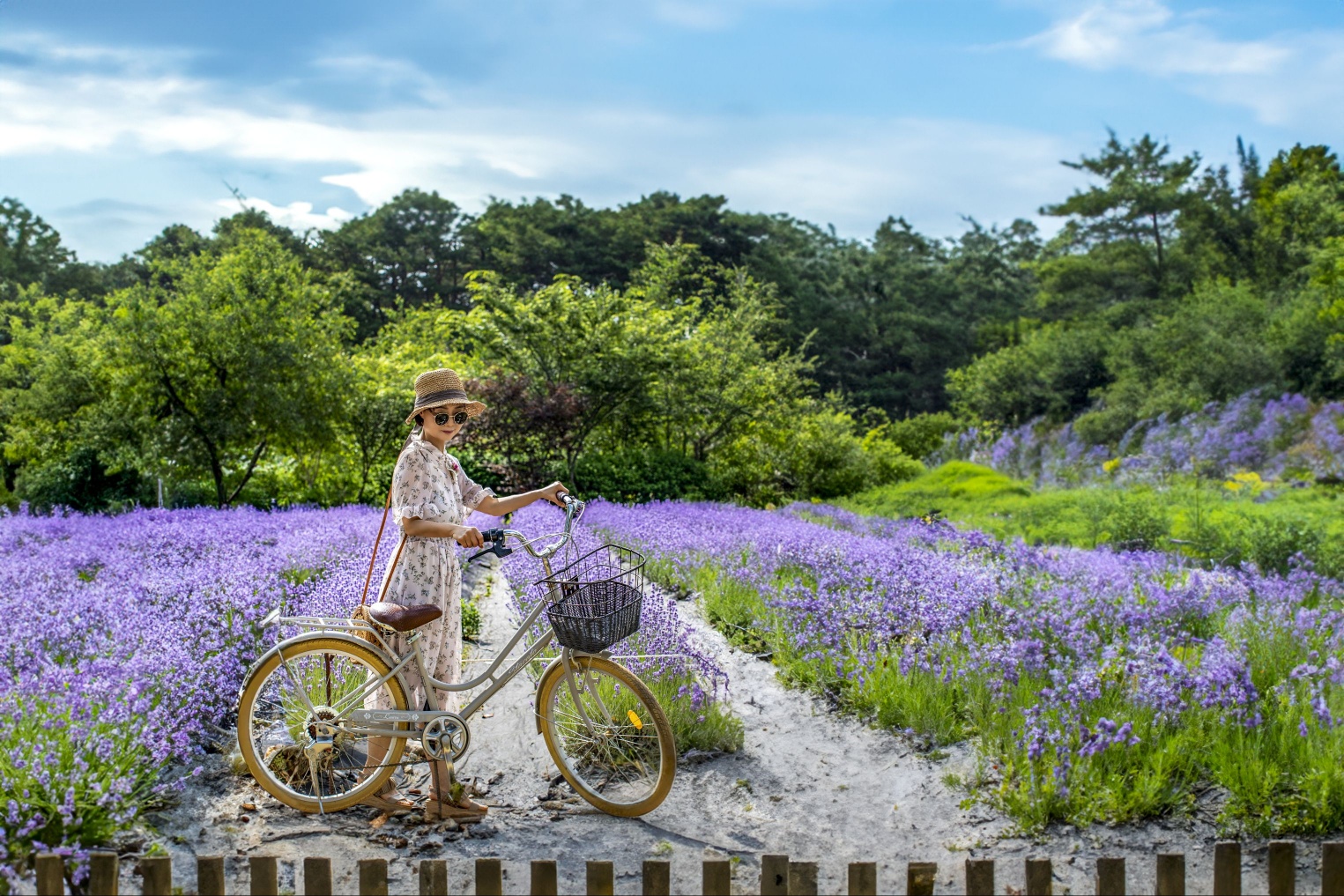 라벤더꽃밭에서 자전거 사진