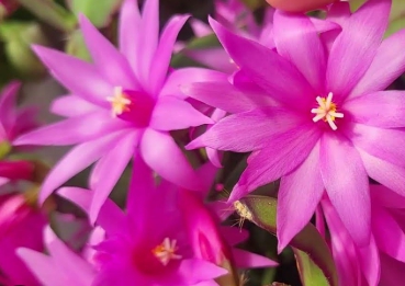 겨울 꽃 게발선인장