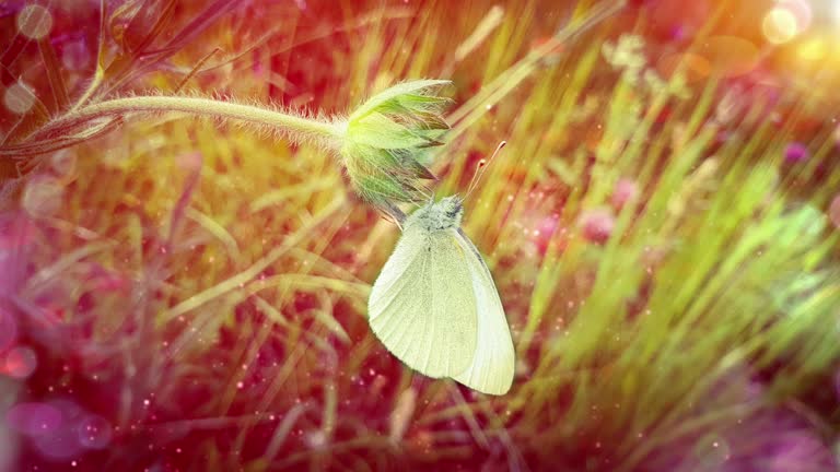 하얀 나비 꿈 해몽