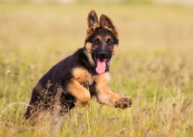 개가 사람에 대해 마운팅하는 이유.