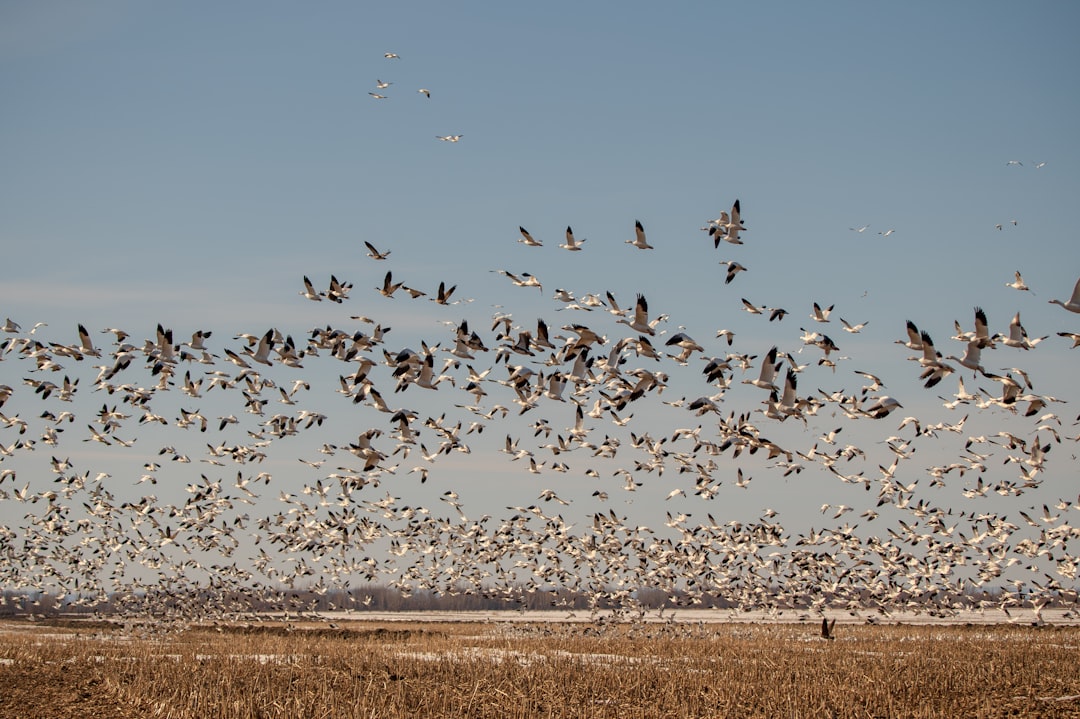 Migration