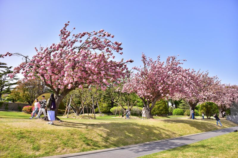부산 겹벚꽃 명소 부산 유엔공원