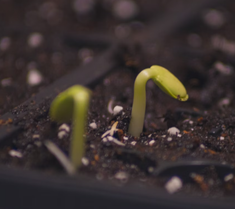 콩나물 효능 부작용 숙취 칼로리