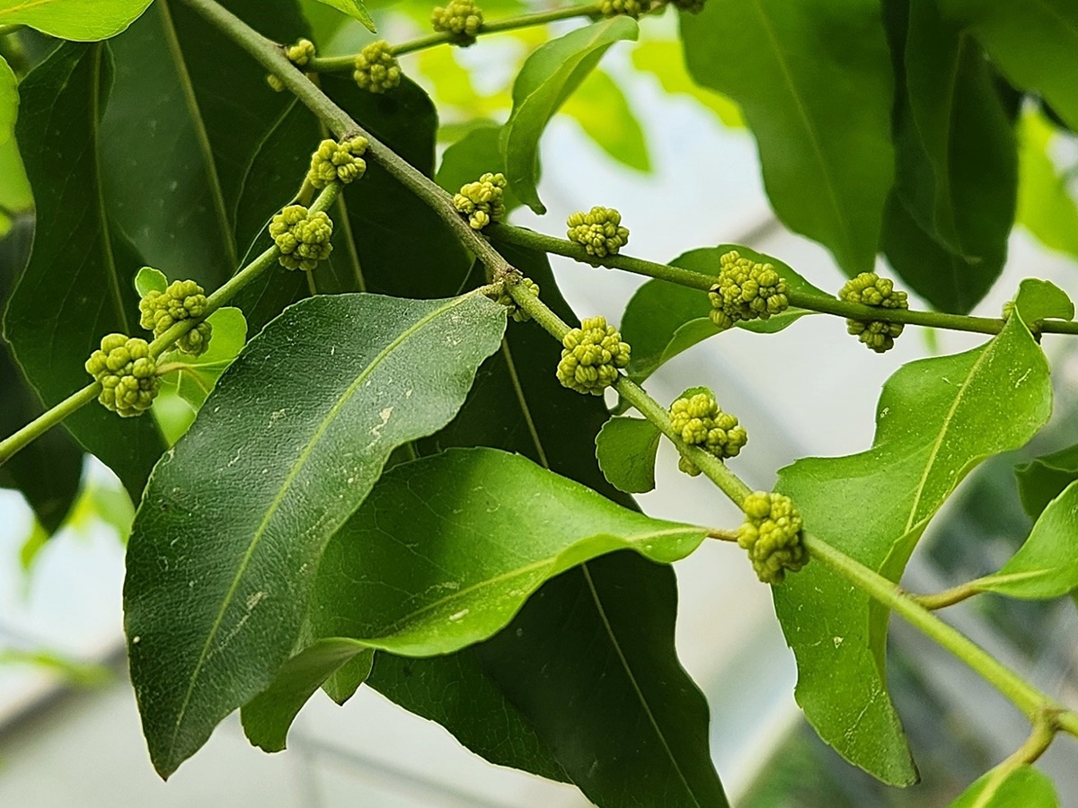 사라수