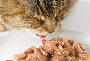 고양이 구내염 예방법 이미지