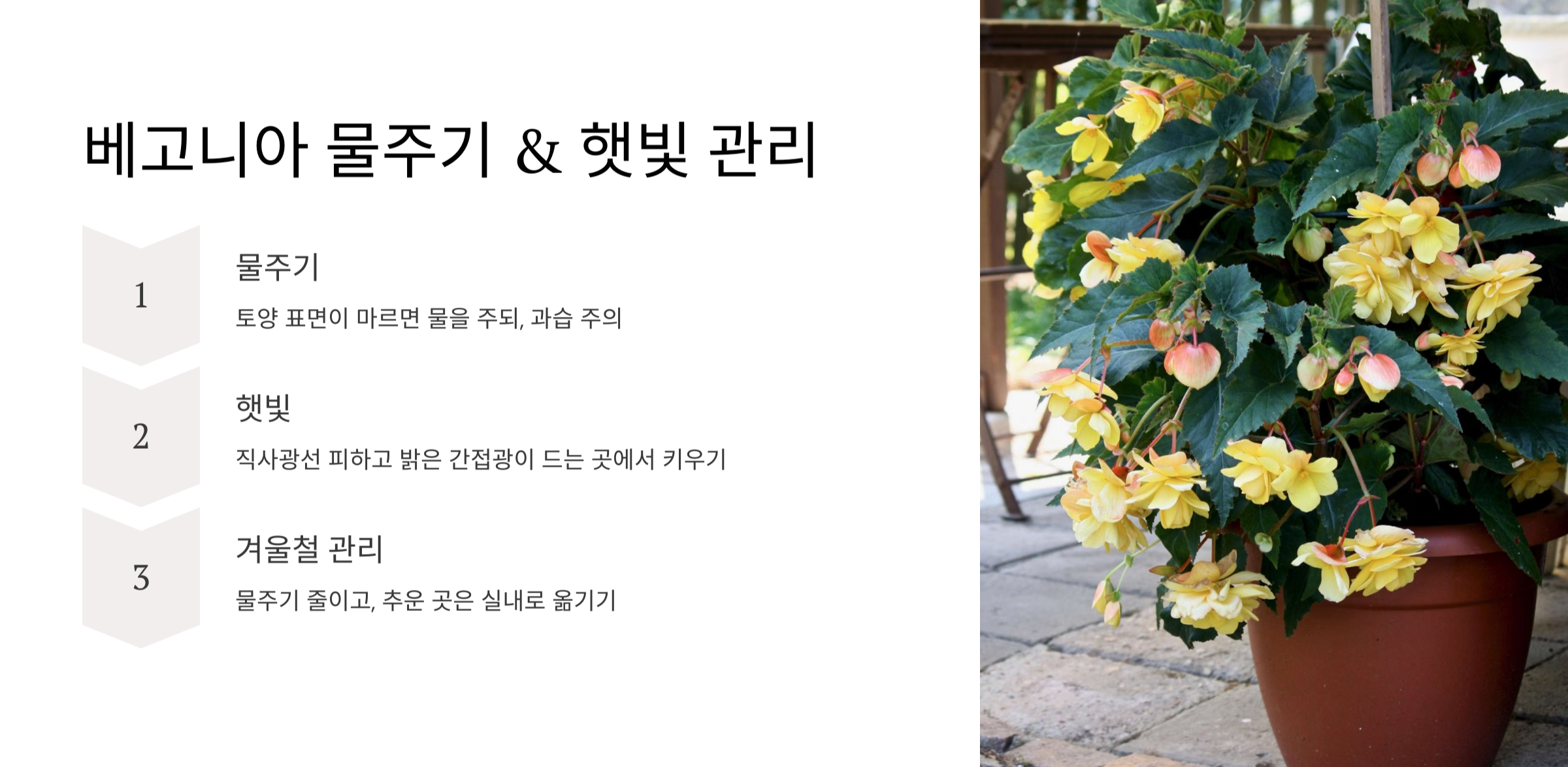 베고니아 꽃 사진