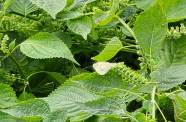 들깨 수확시기
