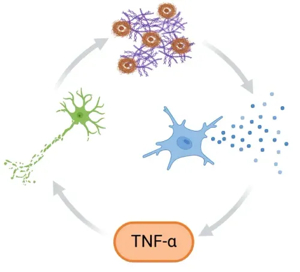 단백질 분해 효소