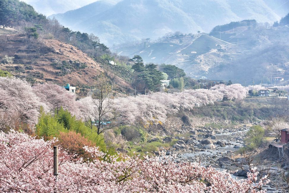 2024 벚꽃 개화시기 : 벚꽃 축제 일정&amp;#44; 축제 명소&amp;#44; 진해 군항제
