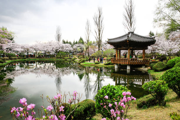 경주 벚꽃 사진