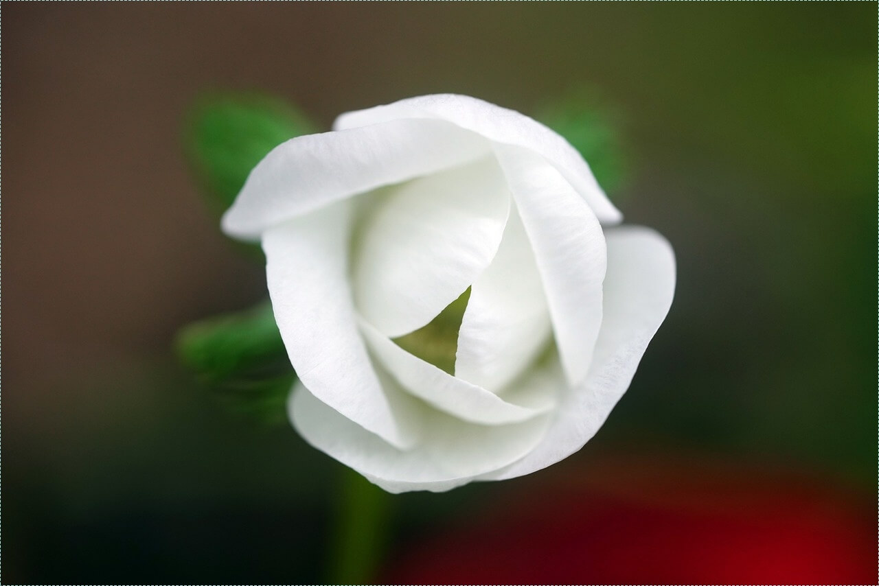 우체국 정기예금 금리