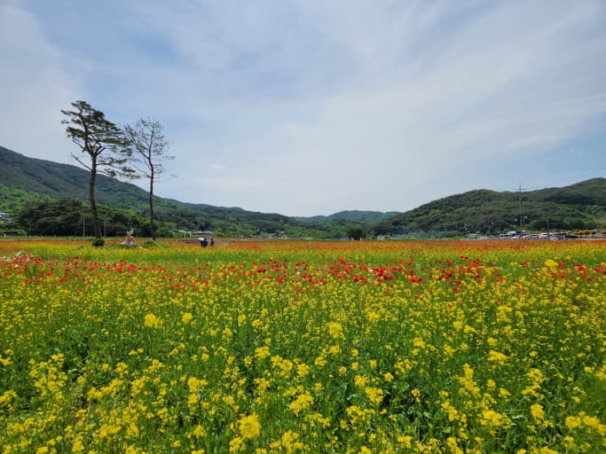 봄꽃의 절정! 전국 유채꽃 축제 일정, 명소, 인생샷 명당 추천