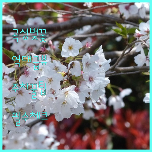 곡성 벚꽃 명소 추천 및 섬진강변 주..