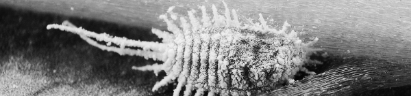 깍지벌레 없애는법: 크기 1~3mm