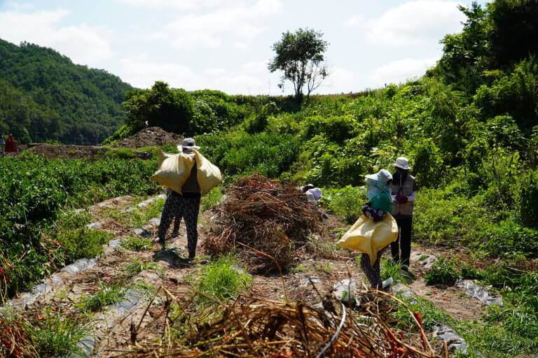 경상북도개발공사, 영양군 입암면 일대 농촌 봉사활동
[출처] 경상북도개발공사, 영양군 입암면 일대 농촌 봉사활동 실시!❘작성자 경상북도개발공사