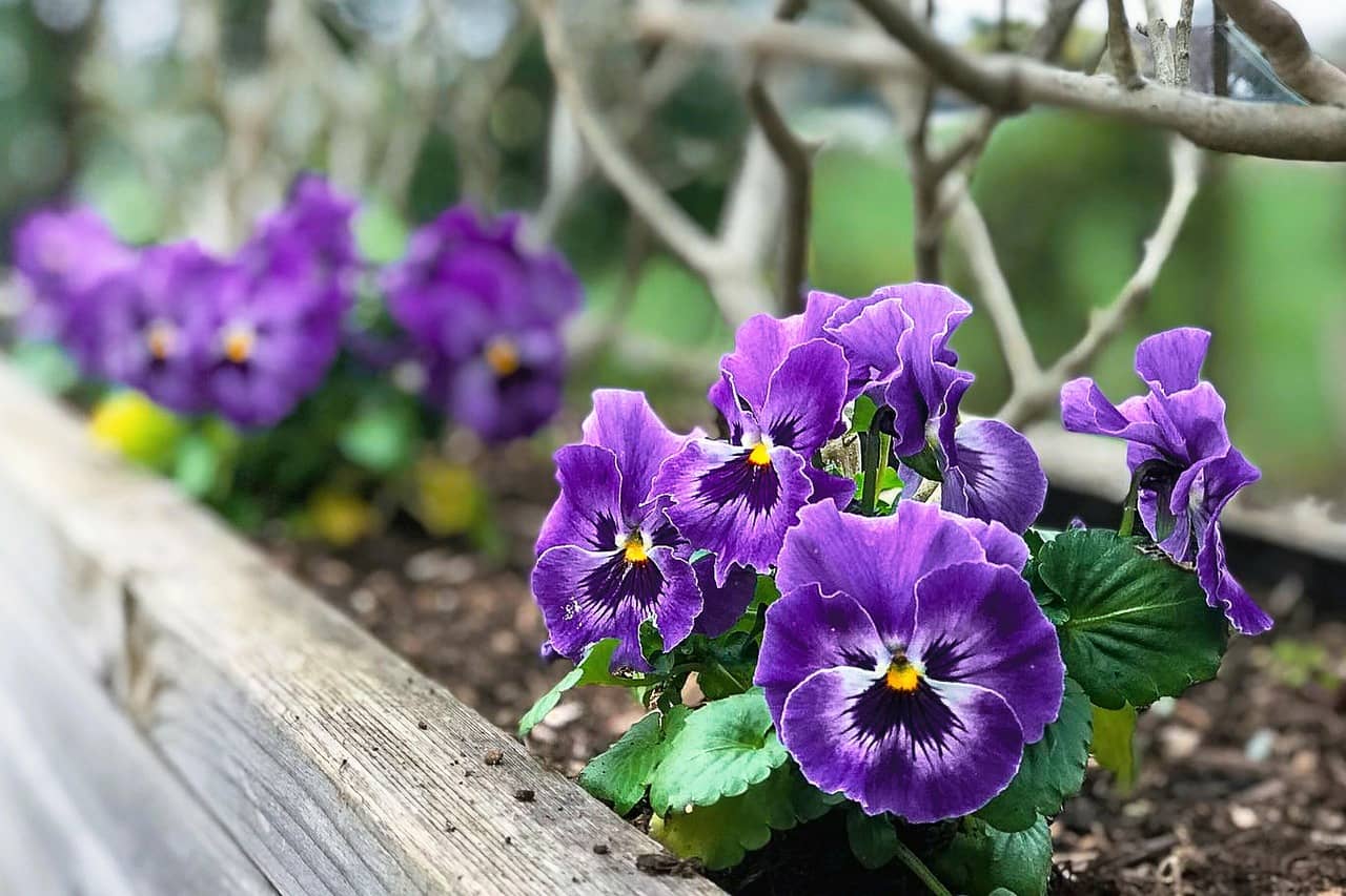 나는 이렇게 식물 이름을 외웠다 – 가드닝 초보자를 위한 식물관리노트 작성법