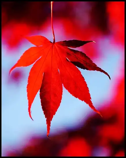 내장산 케이블카 예약방법, 요금, 주차장 정보 (+ 산행코스 )