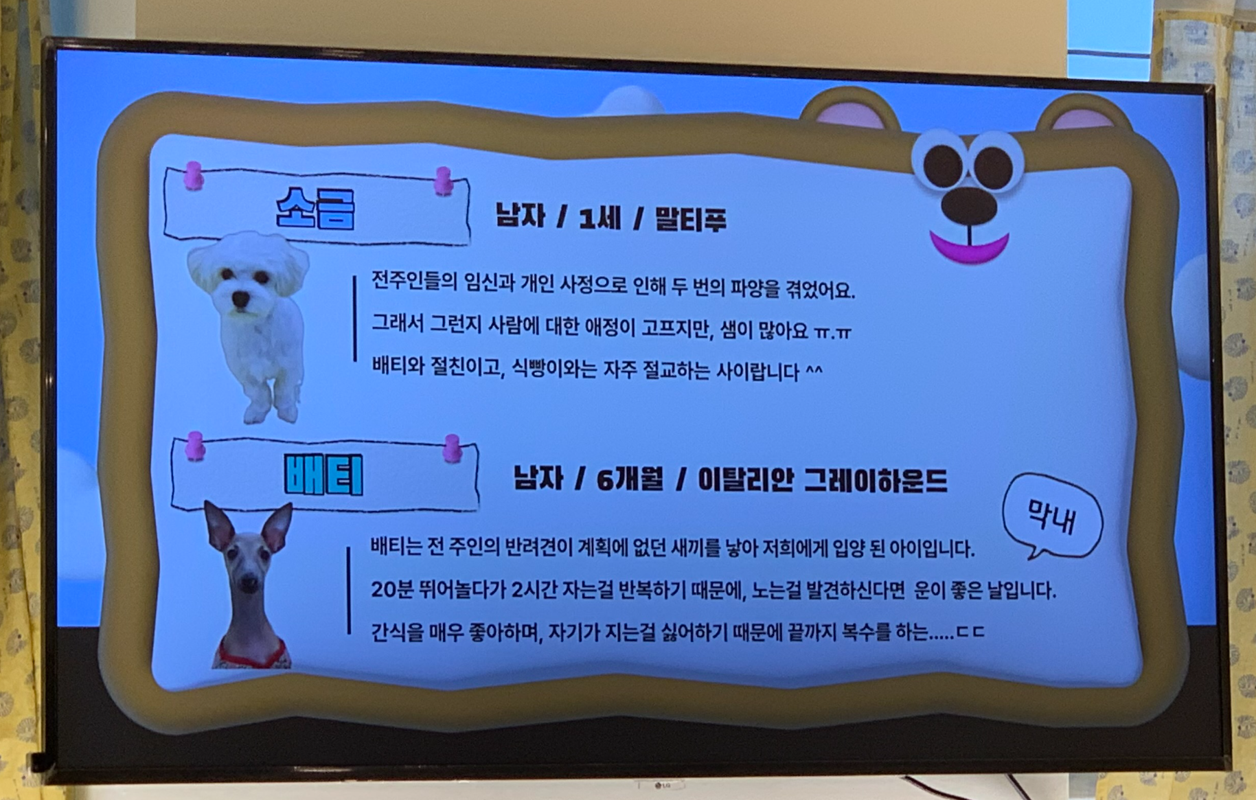 부천 부천시청 애견카페 애견유치원 애견호텔 멍스냅