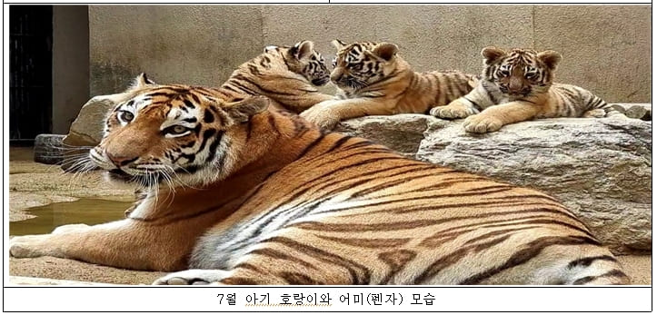 귀요미 서울대공원 아기호랑이 삼둥이