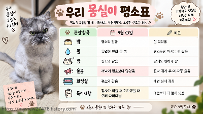 고영희씨들 스트레스 증상부터 찾지 않았습니다 15살 노묘의 ‘평소 행동’을 기록하는 이유