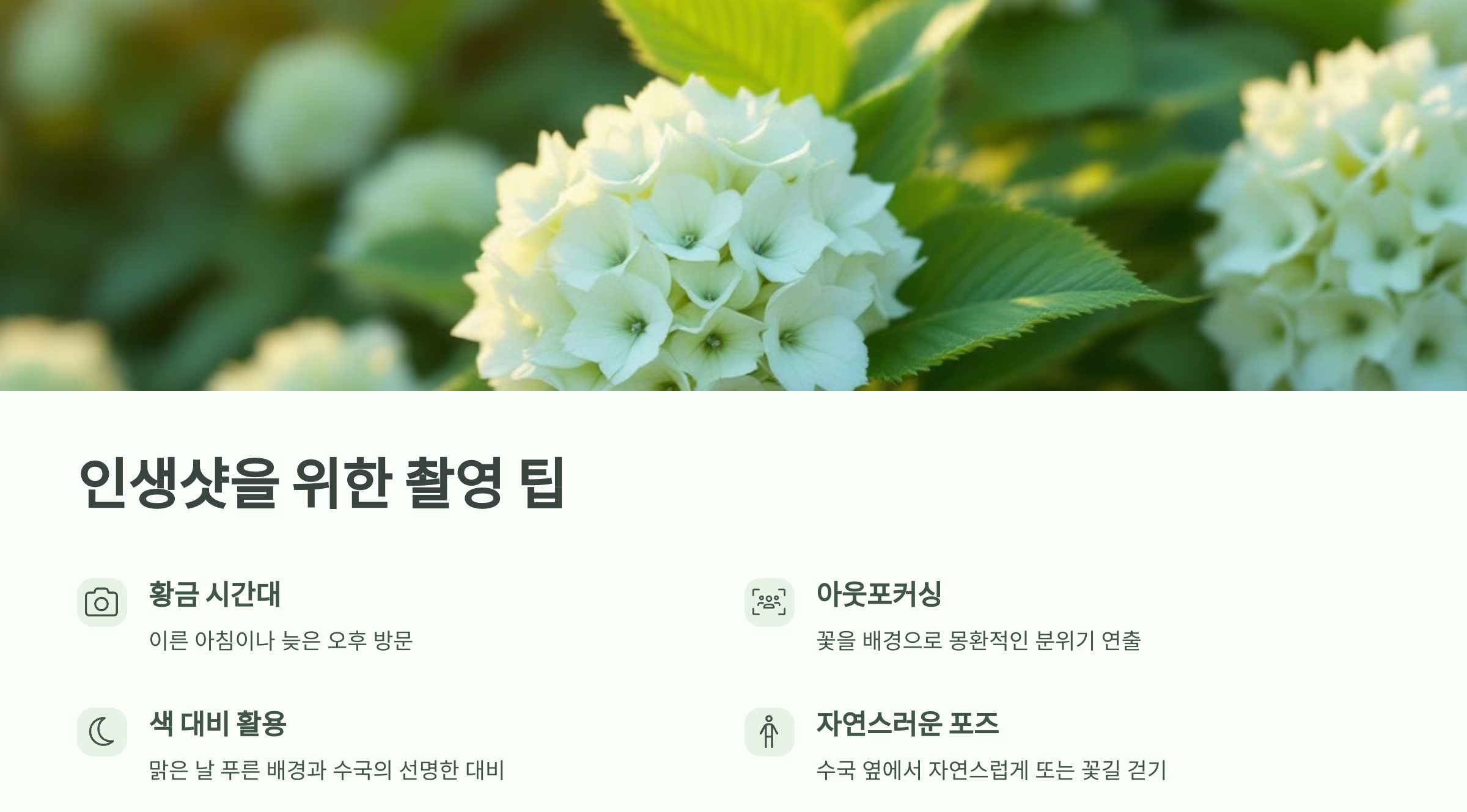 수국촬영 팁