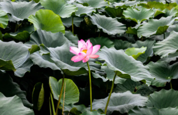양평 두물머리 세미원 연꽃문화제