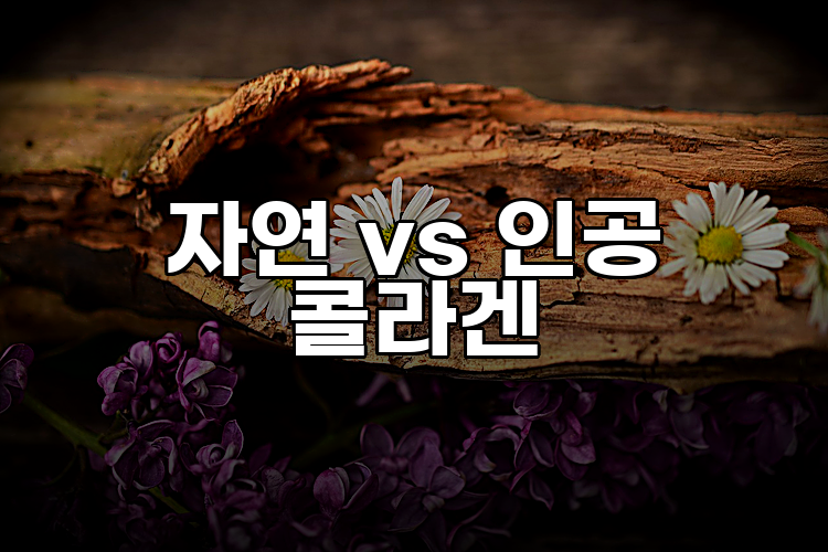자연 vs 인공 콜라겐