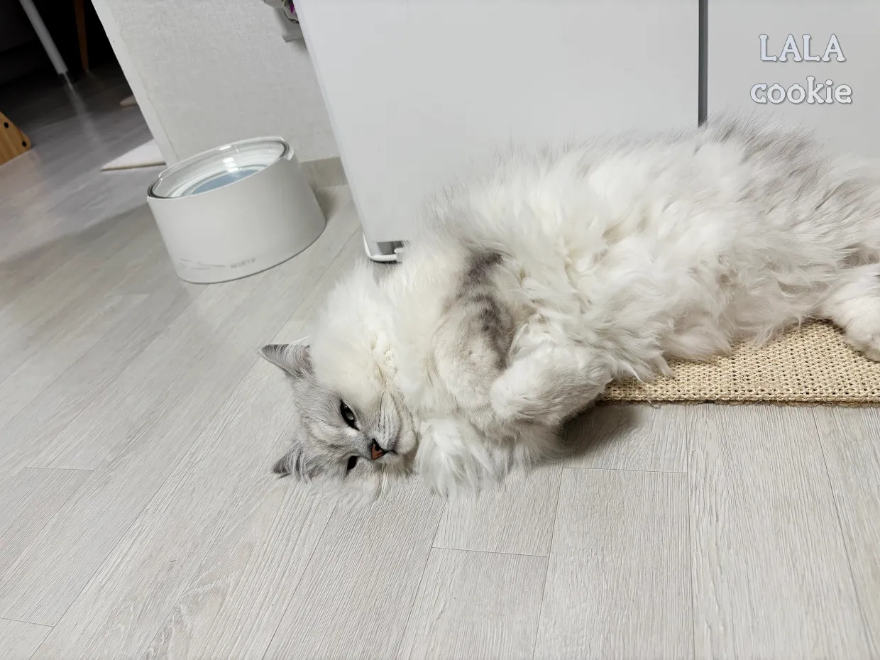 고양이-스트레스-완화-펠리웨이-잠오는-고양이