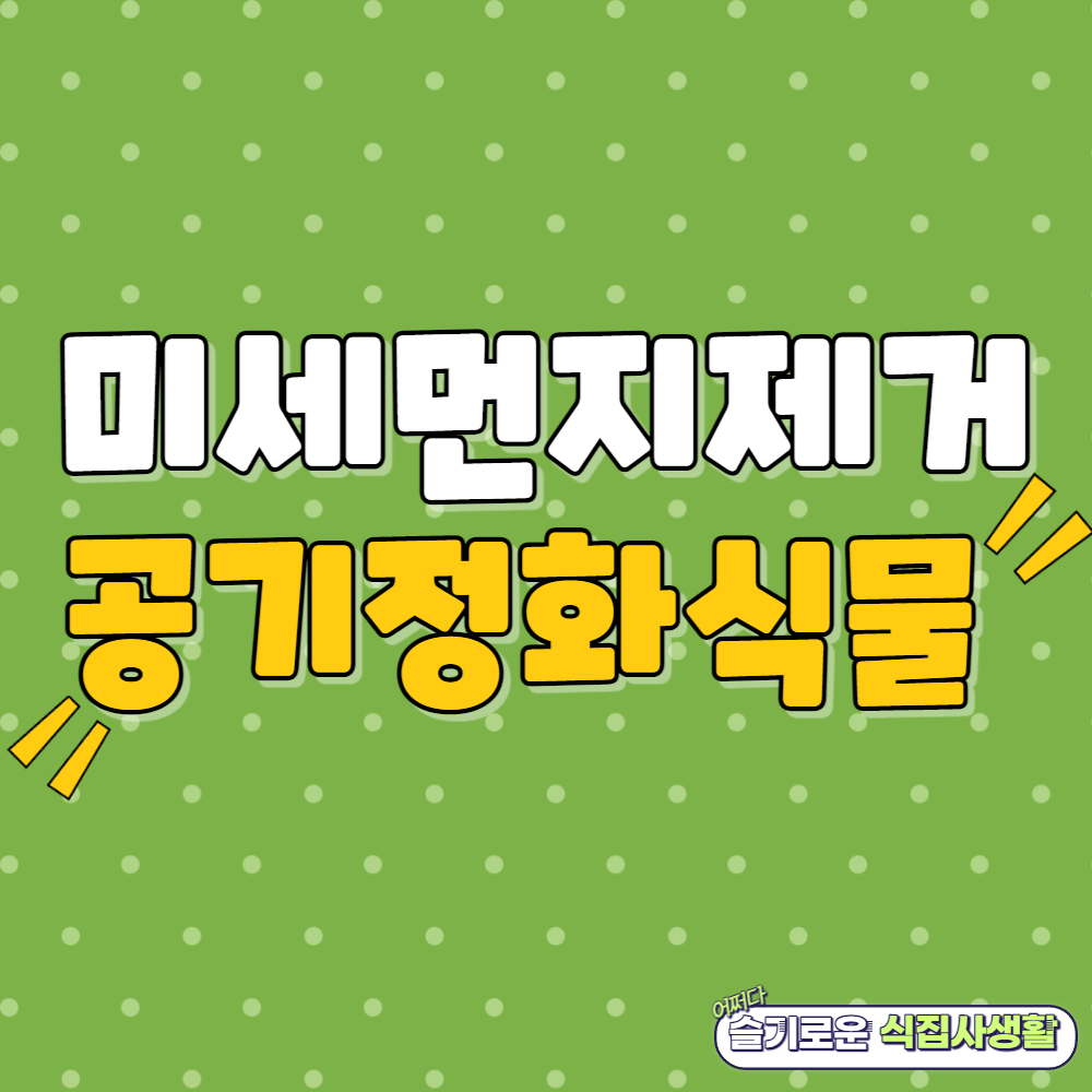 공기정화 식물 Best 5
