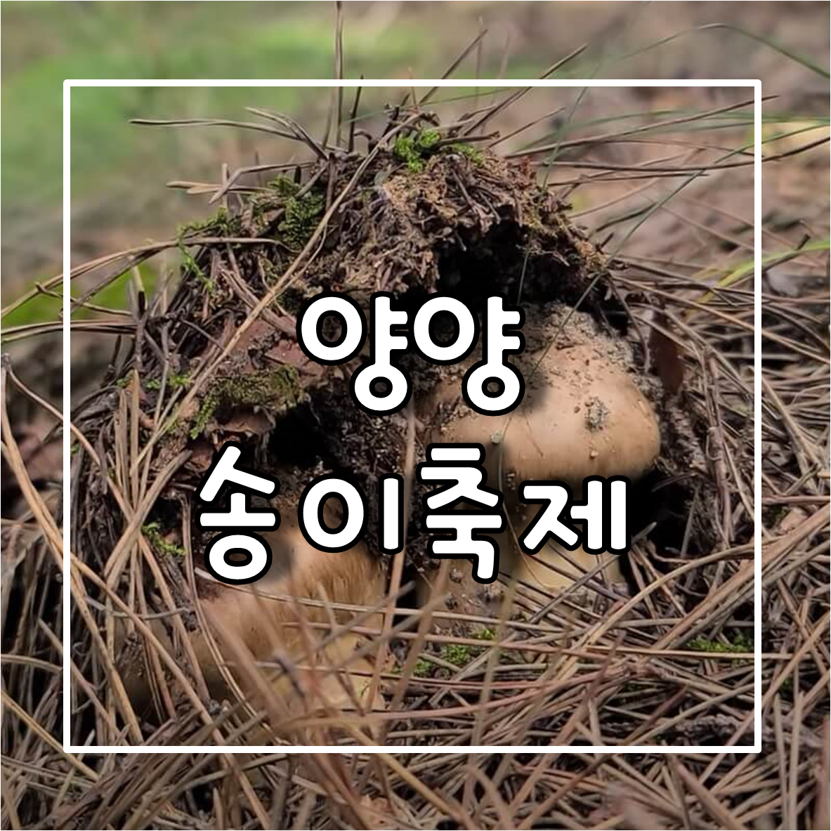 양양송이축제