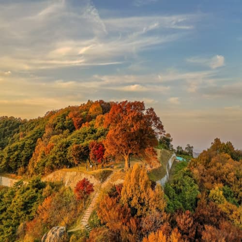 부여 성흥산 사랑나무 K드라마 촬영지