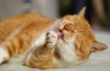 손톱이 검을지도 모르는 갈색 고양이 그루밍.