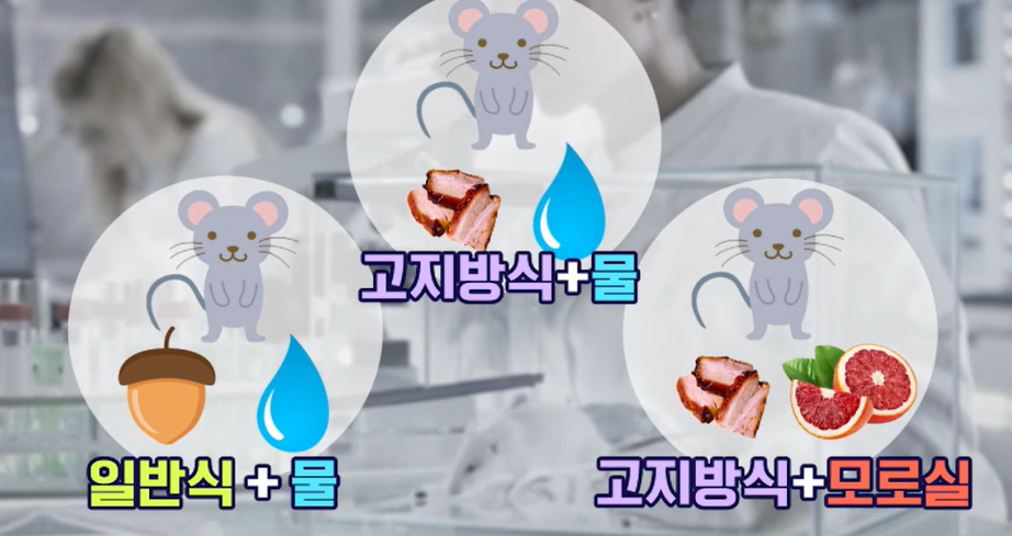 모로실 효능