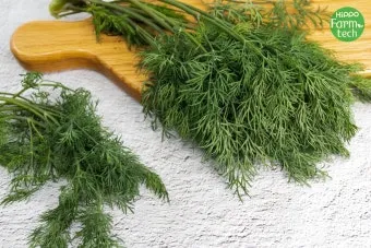 딜 재배 파종 간격 화분 키우기 잎과 씨앗 활용_16