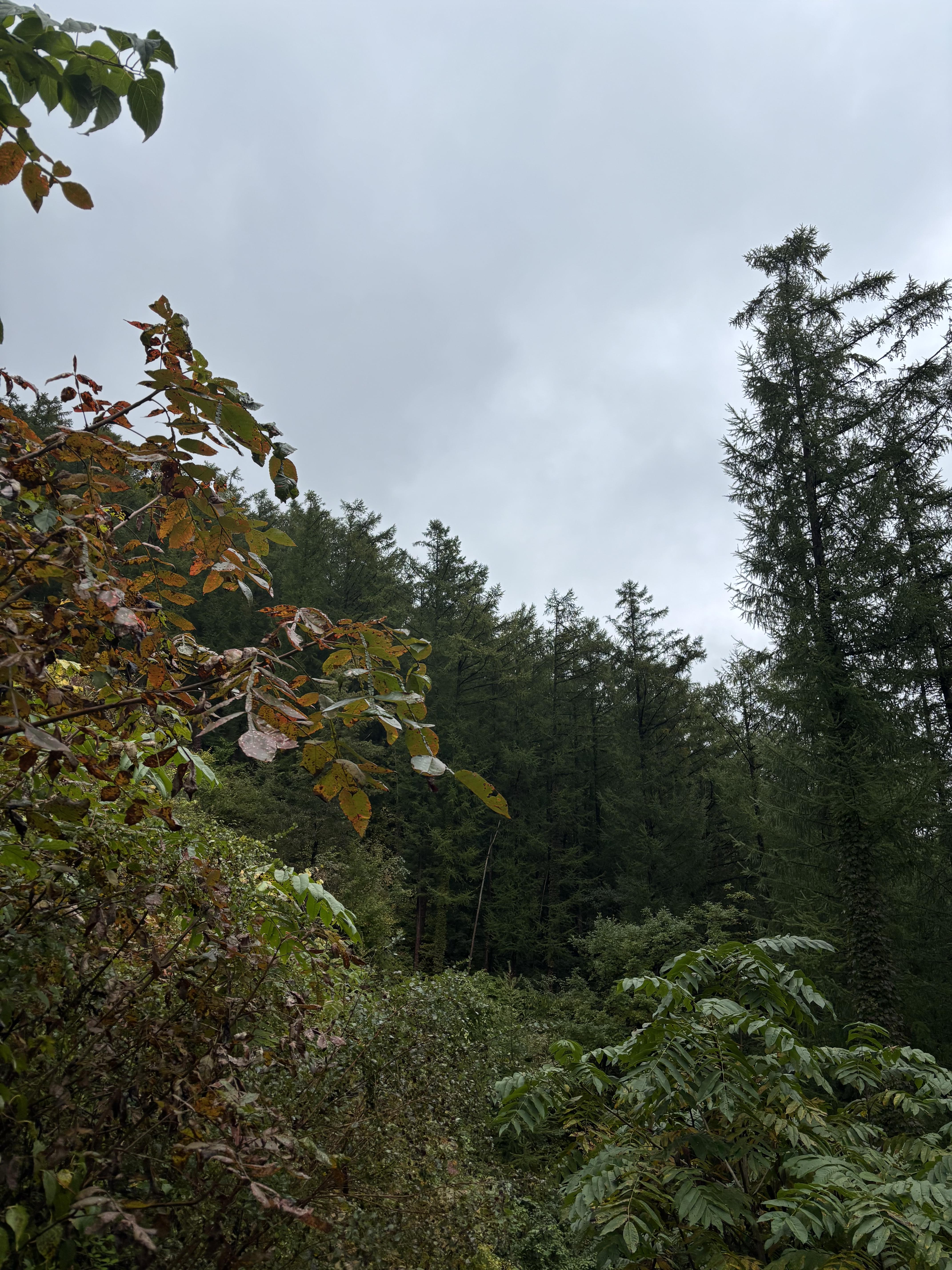 민둥산