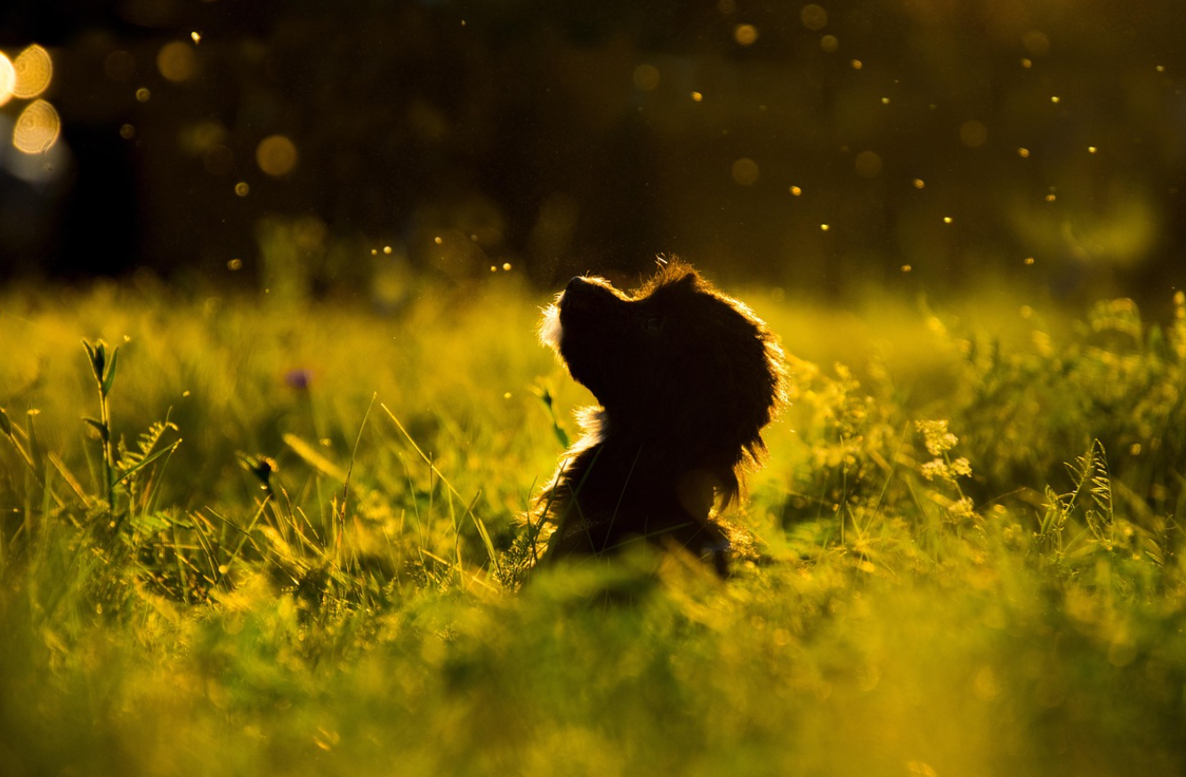 노령견 인지기능 장애(CCD): 신체 노화보다 무서운 반려견 마음의 노화