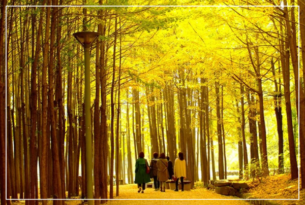 2023년 단풍절정시기 및 서울남산둘레길안내 및 단풍산안내