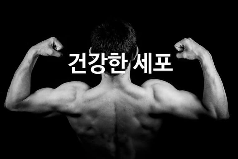 건강한 세포