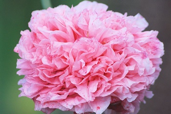 카네이션 화분 오래 기르고 싶어요. 물주기/토양관리/성장관리