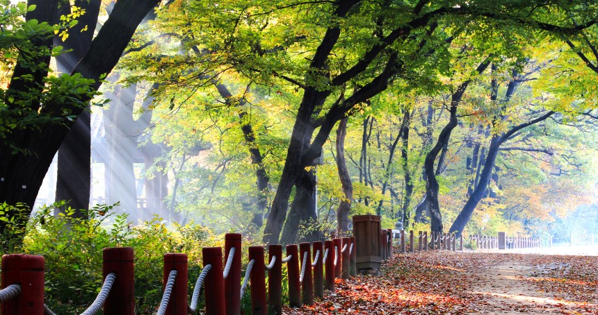 경남 함양 상림숲길